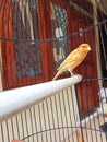 white orange canary bird in its cage Royalty Free Stock Photo