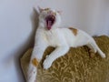 The white-orange cat on the armchair of the couch and yawns