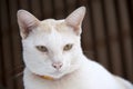 White and orange cat with orange collar on background brown color. cat is a small domesticated carnivorous mammal with soft fur.