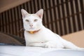 White and orange cat with orange collar laying dawn on the car. cat is a small domesticated carnivorous mammal with soft fur.