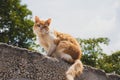 White and orange cat with long hair standing on a wall looking curious and scared. Street stray cat with scratches on her head