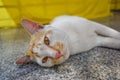 White and orange cat look at camera on the floor. Royalty Free Stock Photo