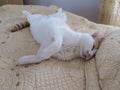 A white-orange cat lying on the bed in a very comical pose