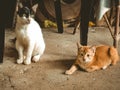 The white and orange cat Royalty Free Stock Photo