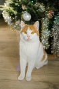 White and orange cat sitting by christmas tree with ornaments and tinsel Royalty Free Stock Photo