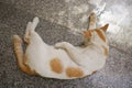 White orange cat sleep on the floor.