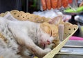 White and Orange Cat Sleeping in A Basket Royalty Free Stock Photo