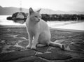 White/Orange cat walking on the beach in Greece Royalty Free Stock Photo