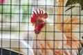 White and orange chicken with red combs in a cage behind the iron grid, Close-up hen Royalty Free Stock Photo