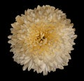 White-orange chrysanthemum flower. Black isolated background with clipping path. Closeup no shadows. For design. Royalty Free Stock Photo