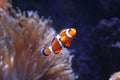 White and orange clownfish swimming in the water