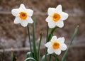 White and Orange Daffodils