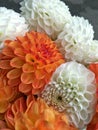 White and orange dahlia flower on black background. White and orange dahlia Flower. White and orange dahlia isolated Royalty Free Stock Photo