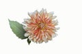 White and orange Dahlia Flower Isolated on white background. Beautiful ornamental blooming garden plant Royalty Free Stock Photo