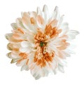 White and orange dahlia flower, white isolated background with clipping path.   Closeup.  no shadows.  For design. Royalty Free Stock Photo