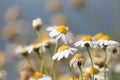 White daisies California Coast Ocean Royalty Free Stock Photo