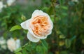 White-orange elegant rose in the garden is ready for Valentine`s Day. Royalty Free Stock Photo