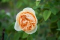 White-orange elegant rose in the garden is ready for Valentine`s Day. Royalty Free Stock Photo