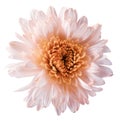 White-orange flower chrysanthemum, garden flower, white isolated background with clipping path. Closeup. no shadows. orange cen