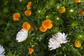 White and orange flowers on a green background of the tops. Autumn bouquet of flowers. Asters and echolcium