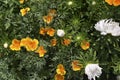 White and orange flowers on a green background of the tops. Autumn bouquet of flowers. Asters and echolcium