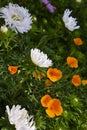 White and orange flowers on a green background of the tops. Autumn bouquet of flowers. Asters and echolcium