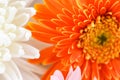 White and Orange gerbera daisy flower spring summer blooming beautiful Royalty Free Stock Photo