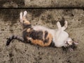 White, orange and gray cat pet over concrete floor Royalty Free Stock Photo