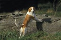 White and Orange Great Anglo French Hound