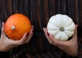 White and orange Halloween pumpkin in girl`s hands with the blurred background. Autumn Halloween holiday