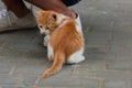 White-orange homeless kitten staring and sitting on the street. Royalty Free Stock Photo
