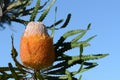 White and orange inflorescence of the Acorn Banksia, Banksia prionotes, family Proteaceae Royalty Free Stock Photo