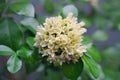 White orange jasmine flower with green leaves blooming on tree in the garden.