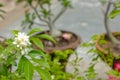 Group of fresh bouquet white orange jasmine flower in pot. Beauty green leaves on branch in botany garden with copy space. scent p Royalty Free Stock Photo