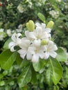 white orange jasmine flowers in the garden Royalty Free Stock Photo