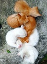 white and orange kittens in a straight line