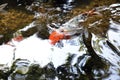 Colorful white and orange koi carp fish swimming in a pond Royalty Free Stock Photo