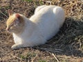 White and Orange Cat in Straw Royalty Free Stock Photo