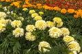 White and Orange Marigolds on the flower bed. Large meadow with flowers Royalty Free Stock Photo