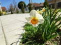 White orange narcissus plant in focus