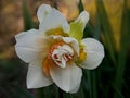 The white with orange petals in the center a flower of daffodil of cultivar Replete close-up.