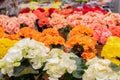 White orange red begonia blossom in a flower pot, background wallpaper backdrop design. Many flowering potted begonia bushes, Royalty Free Stock Photo