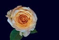 White orange rose blossom macro on blue background Royalty Free Stock Photo