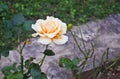 White and orange rose