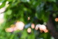 White and orange spider in the middle of spider web Royalty Free Stock Photo