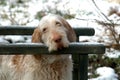 Tired Spinone Royalty Free Stock Photo