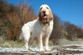 White-orange spinone dog stands at a beach