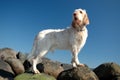 White-orange Spinone seen standing in a side view