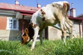 Young bull grazing,white with orange spots calf grazing in the yard Royalty Free Stock Photo