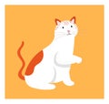 White and orange spotted cat standing up on hind legs with curious expression, orange background. Playful feline
